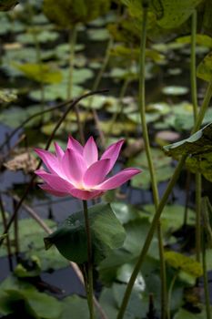 A Lotus with water drop found in a garden.