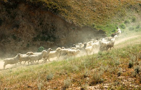 Numerous sheep walking in mountain area. Middle Asia. Natural light and colors