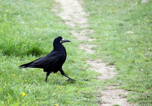 black raven walking in grass