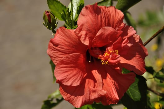 A beautiful red hibiscus