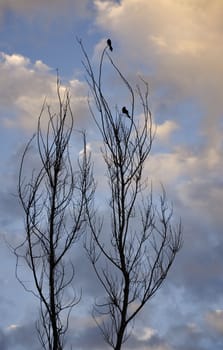 Two birds savoring a beautiful evening