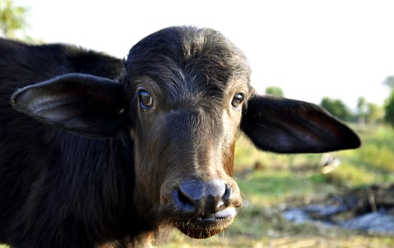 A startled calf at a dairy farm in India