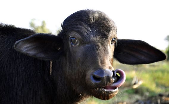 A playful calf at a dairy farm in India