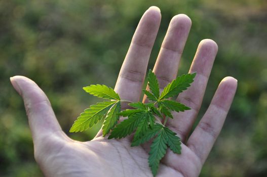 A marijuana leaf in a girl's hand