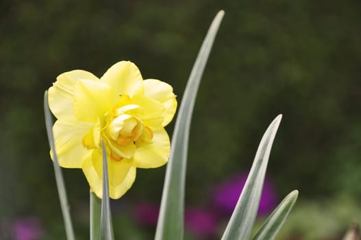 A Beautiful Daffodil in Spring
