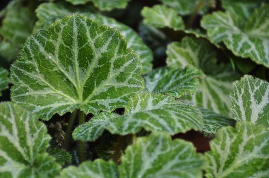 The beautiful leaves of a strawberry geranium plant