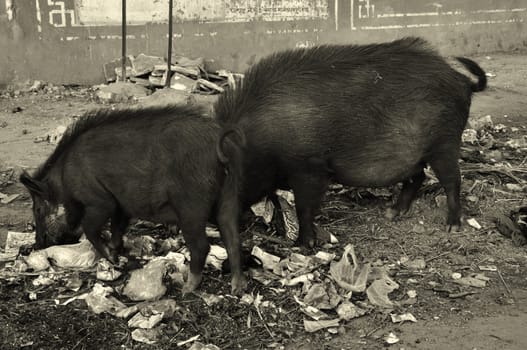 Pigs feasting on garbage on the streets of Jaipur, India