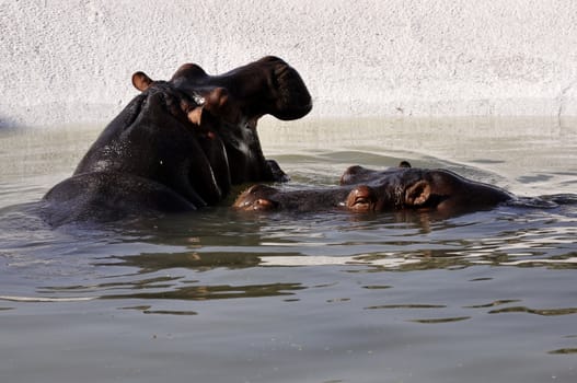 Hippopotamuses swimming on a sunny day