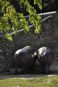 Hippopotamuses on land as a warm day comes to an end