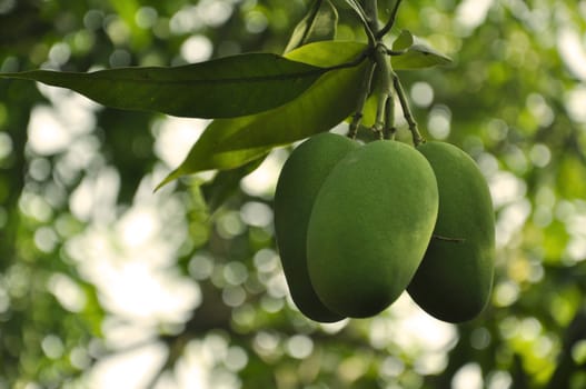 A Bunch of Mangoes growing on a tree in India