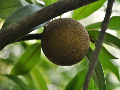 A Sweet Sapodilla (Or Chikoo) Fruit in India