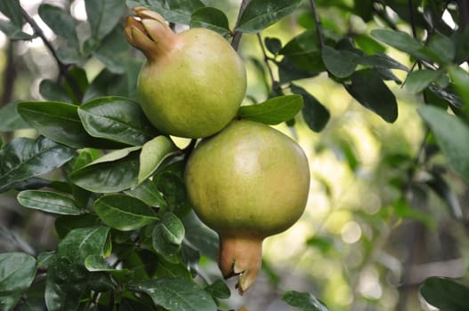 Two Pomegranates on a tree in India
