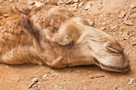 A closeup shot of a sleepy camel's head