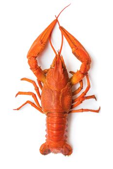 the red lobster on a white background