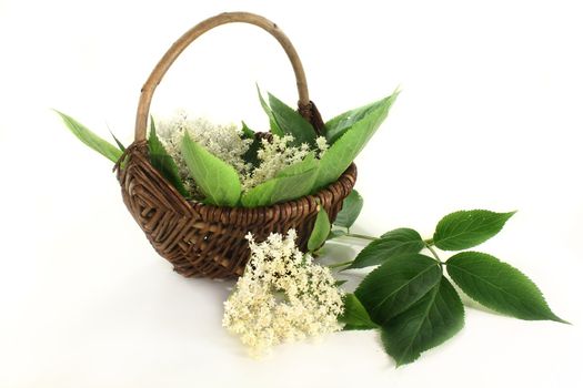 Elderberry flowers and leaves on white background