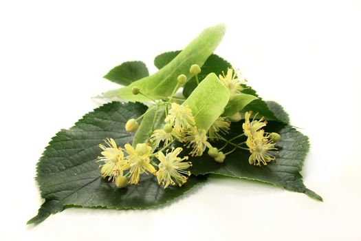 Linden blossoms and leaves on a light background