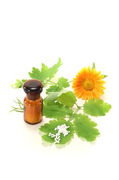 Homeopathy globules, an apothecary jar, greater celandine and marigolds