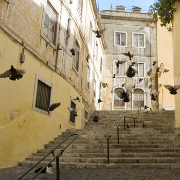 street with pigeons of Lisbon, capital of the Portugal