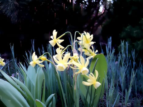 General view of the ornamental plant Narcissus flower with yellow petals
