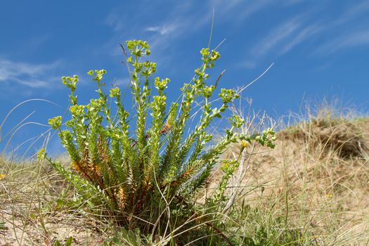 The sea spurge, Euphorbia paralias, growing amongst grasses on a sand dune with a blue sky and whispy clouds beyond.