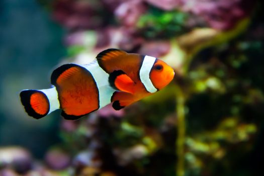 a vibrant clownfish swimming on the coral reef