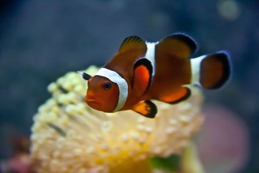 a bright orange clownfish swimming by a coral