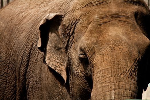 a browish grey elephant looking very solemn