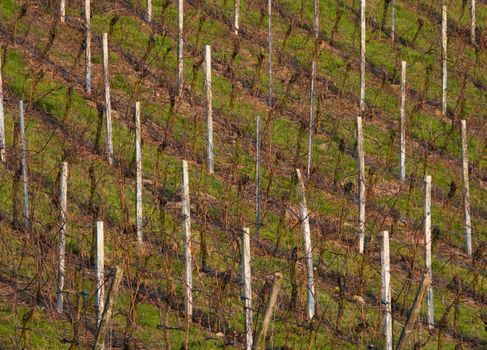 Wine fields in the German countryside during winter