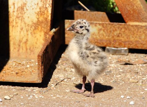 The nestling of the seagull does first steps