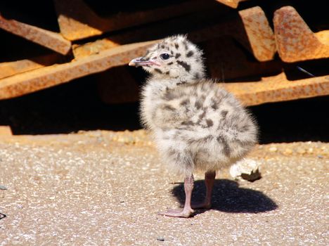 The nestling of the seagull has spotty painting