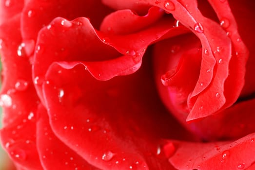 gorgeous blooming red rose flower closeup macro