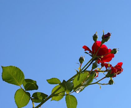 red rose flowers growing over blue sky