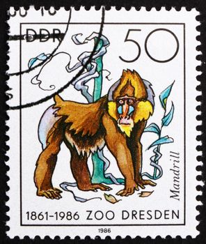 GDR - CIRCA 1986: a stamp printed in GDR shows Mandrill Monkey, Mandrillus Sphinx, 125th Anniversary of Dresden ZOO, circa 1986