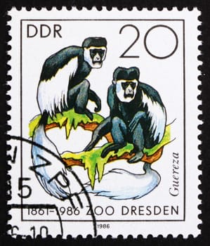 GDR - CIRCA 1986: a stamp printed in GDR shows Colobus Monkey, 125th Anniversary of Dresden ZOO, circa 1986