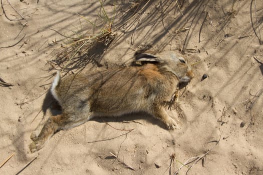 A young dead rabbit lays on the sand at a dune warren complex.