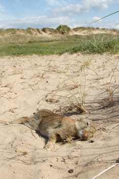 A young dead rabbit lays on the sand at a dune warren complex.