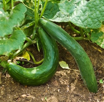 healthy food green organic cucumber vegetable in garden