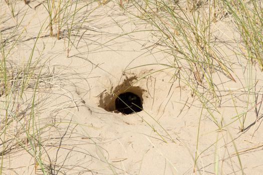 A rabbit burrow, hole, dug in the sand with grass surrounding.