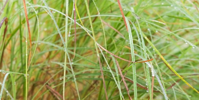 long wet green grass with dewdrops  background