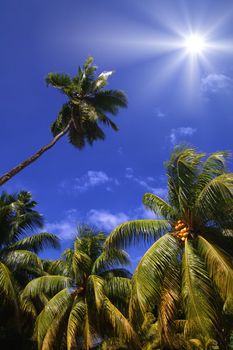 Bright sun shining down from a beautiful blue sky on coconut palms from a low angle