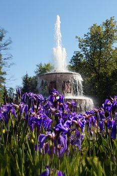Roman Fountain in Peterhof with irises. St. Petersburg, Russia