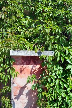 Green leaves of wild grape with stone pedestal