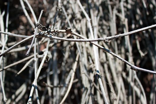 Horizontal view of dry old roots