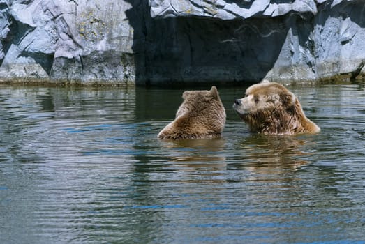 Couple of brown bears (Ursus arctos), large bear distributed in northern Eurasia and North America