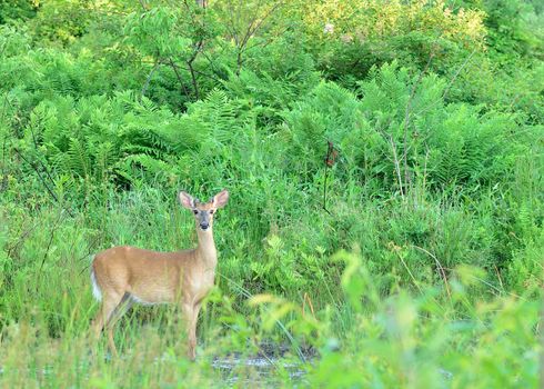 Whitetail Deer Button Buck bedded down at the edge of a woods.