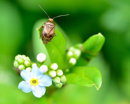Shield Bug perched on a forget me not flower.