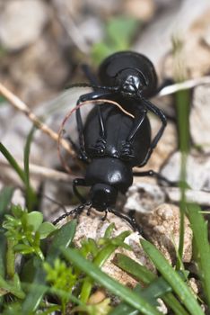 Mating darkling beetles. Close-up