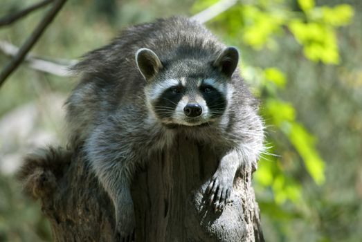 Raccoon, medium-sized mammal native to North America, sitting on the stump