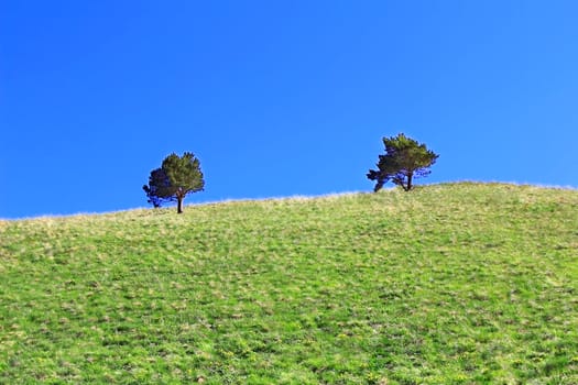 Image of beautiful landscape with green tree