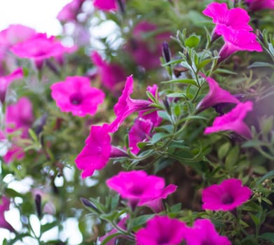 A lush patch of petunias in pink and purple